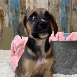 Coriander, Terrier, Pit Bull, puppy, available for adoption