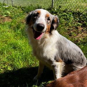 Noah, Shepherd, Australian, adult, available for adoption