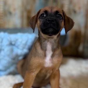 Fennel, Terrier, Pit Bull, puppy, available for adoption