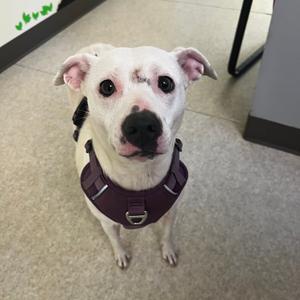 Flo, Terrier, Pit Bull, adult, available for adoption