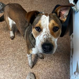 Danny, Cattle Dog, Australian (Red Heeler), adult, available for adoption