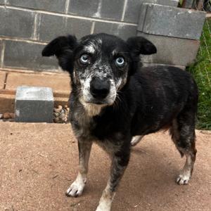 Emily, Cattle Dog, Australian (Blue Heeler), adult, available for adoption