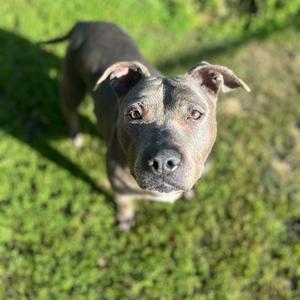 Grammy, Terrier, Pit Bull, senior, available for adoption