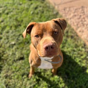 Loki, Terrier, American Pit Bull, adult, available for adoption