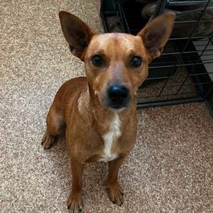 Atticus, Cattle Dog, Australian (Red Heeler), adult, available for adoption