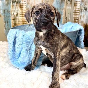 Dill, Terrier, Pit Bull, puppy, available for adoption