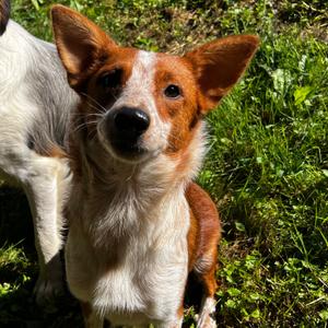 Roo, Cattle Dog, Australian (Red Heeler), adult, available for adoption