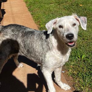 Chloe, Sheepdog, Old English, senior, available for adoption