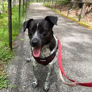 Buck, Cattle Dog, Australian (Blue Heeler), adult, available for adoption