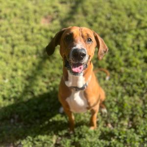 Copper, Hound, adult, available for adoption