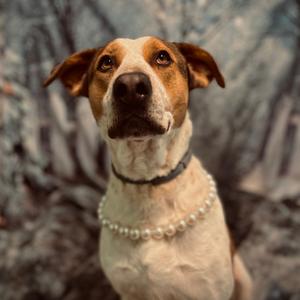 June, Shepherd, adult, available for adoption