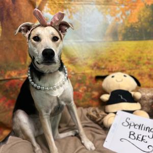 Corrinna, Hound, adult, available for adoption