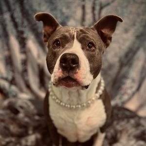 Bitty, Terrier, American Pit Bull, adult, available for adoption