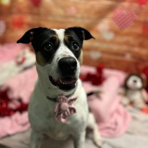 Pepper, Terrier, American Pit Bull, adult, available for adoption