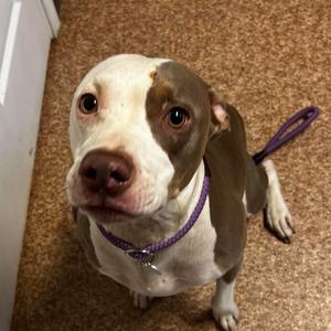Blue, Terrier, Pit Bull, adult, available for adoption