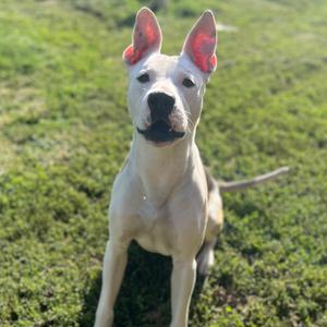 Chance, Boxer, adult, available for adoption