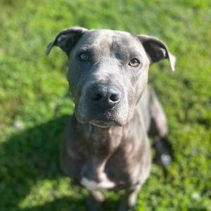 Blue, Terrier, Pit Bull, adult, available for adoption