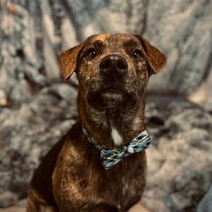 Bullet, Shepherd, adult, available for adoption