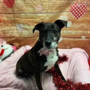 Patty, Mountain Cur, adult, available for adoption