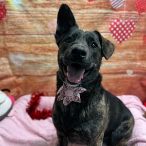 Millie, Shepherd, adult, available for adoption