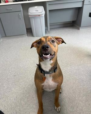 A brown and white dog with floppy ears and a black collar is sitting on a tiled floor, looking up with its mouth open and tongue visible. The background shows a room with gray cabinets and a white trash can.