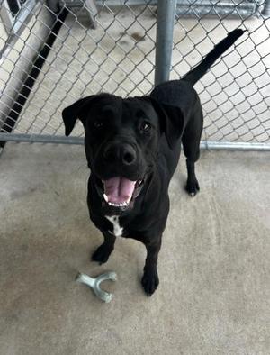 Jett, Labrador Retriever Mix, young, available for adoption