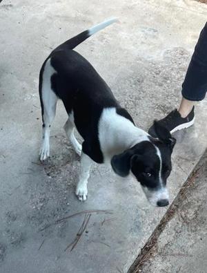Daisy, Mixed Breed, young, available for adoption