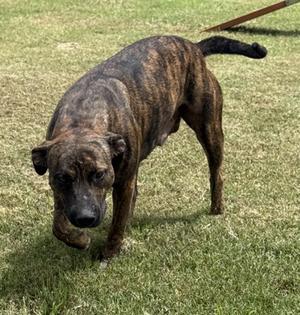 Buzz, Hound and Terrier, young, available for adoption