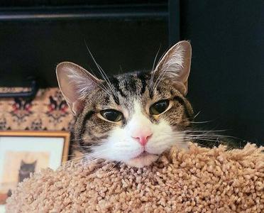 *Janis (bonded with Arlo), adult, available for adoption