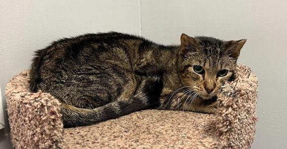 Bebe, senior, available for adoption