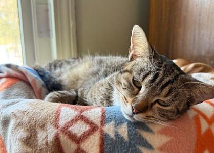 Starzee, adult, available for adoption