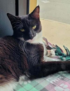 *Riley, young, available for adoption