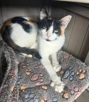 Rufa, adult, available for adoption