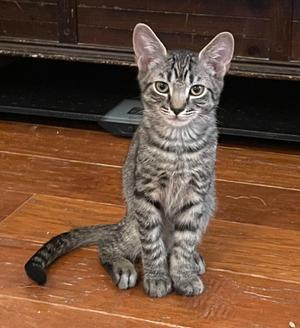 Noah, kitten, available for adoption