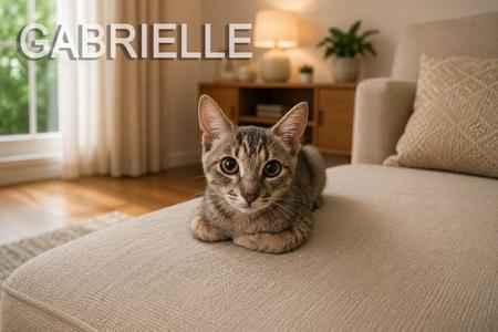 Gabrielle, kitten, available for adoption