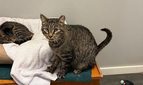 Henry, senior, available for adoption