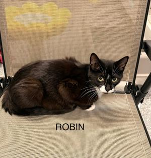 Robin, young, available for adoption