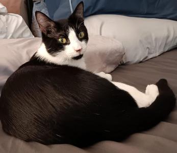 Copy, young, available for adoption