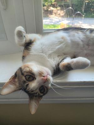 A cat lying on its back on a windowsill, looking up with its paws in the air.