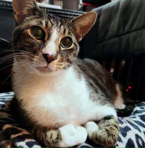 *Arlo (bonded with Janis), adult, available for adoption