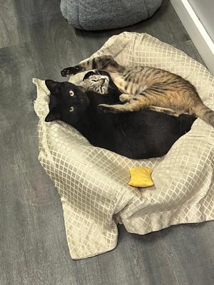 Stripe, adult, available for adoption