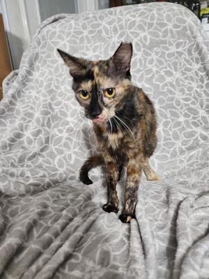 A tortoiseshell cat with striking yellow eyes sits on a patterned blanket, its fur displaying a mix of black, brown, and orange hues.