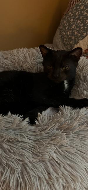 Harrison, kitten, available for adoption