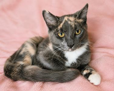 Sakura, kitten, available for adoption