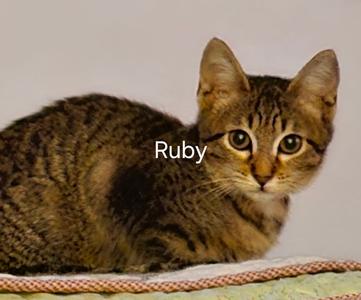 A tabby cat named Ruby is lying down.