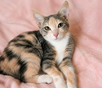Sage, kitten, available for adoption