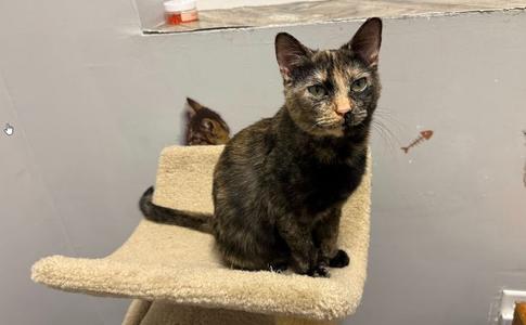 Phoenix, adult, available for adoption