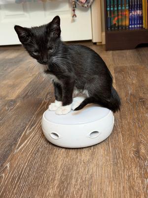 Ankle Socks, kitten, available for adoption