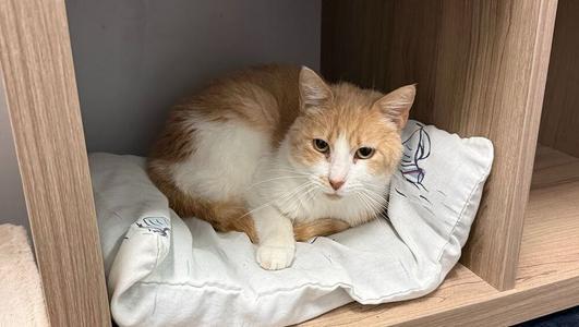Prada, adult, available for adoption