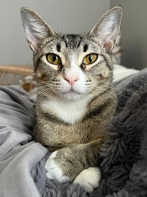Carol, adult, available for adoption